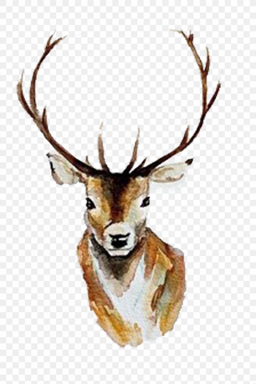 White-tailed Deer Watercolor Painting Antler, PNG, 999x1499px, Deer, Antler, Art, Drawing, Horn Download Free
