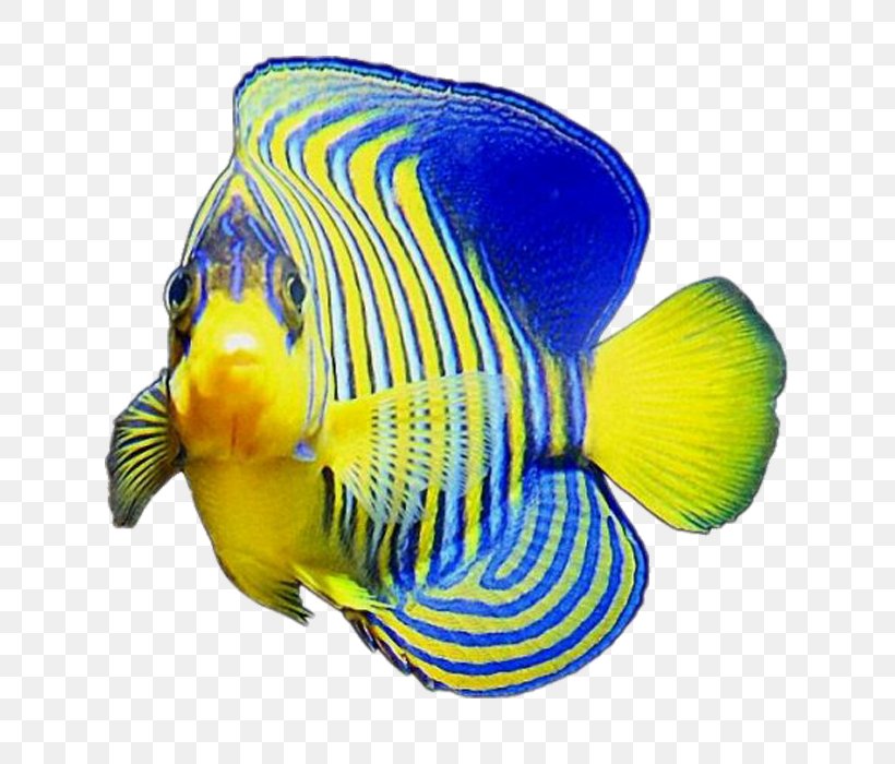 Fish Blue Color Yellow, PNG, 700x700px, Fish, Aquarium, Blue, Cobalt Blue, Color Download Free