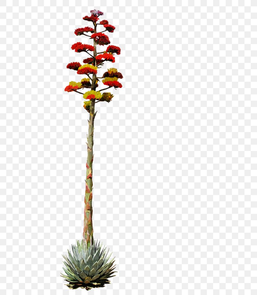 Flower Centuryplant Drawing Agave Deserti, PNG, 625x938px, Flower, Agave, Agave Azul, Agave Deserti, Branch Download Free