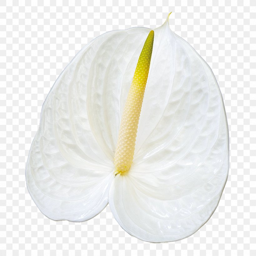 Flower, PNG, 1000x1000px, Flower, White Download Free