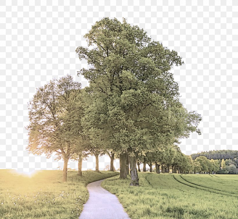 Plane, PNG, 1625x1500px, Tree, California Live Oak, Grass, Landscape, Leaf Download Free