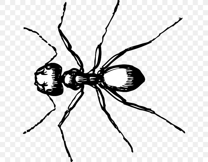 Ant Carpenter Drawing Clip Art, PNG, 640x639px, Ant, Arthropod, Black And White, Black Carpenter Ant, Black Garden Ant Download Free