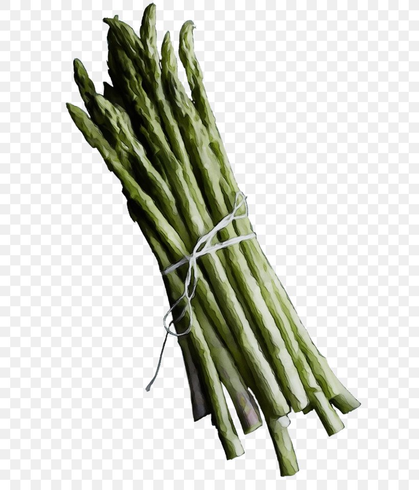 Asparagus Vegetable Plant Asparagus Prussian Asparagus, PNG, 594x960px, Watercolor, Asparagus, Flower, Food, Paint Download Free