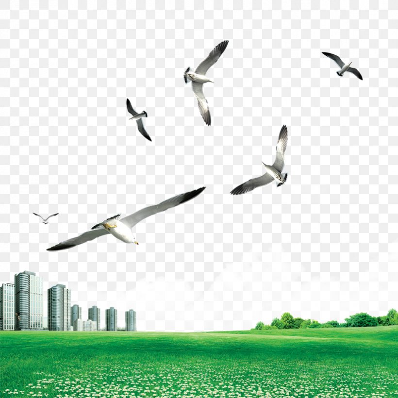 Gulls Bird, PNG, 827x827px, Bird, Beak, Common Gull, Daytime, Energy Download Free