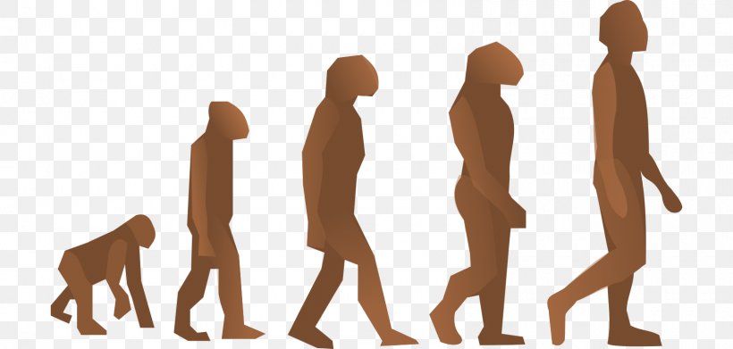 Human Evolution The Evolution Of Man Modern Humans Clip Art, PNG, 1600x764px, Evolution, Arm, Biology, Carnivoran, Charles Darwin Download Free