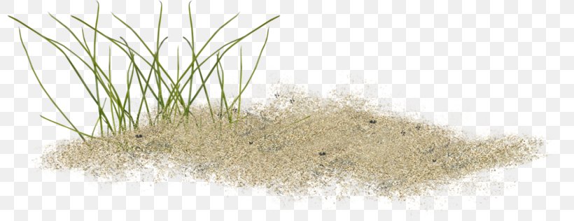 Sand Clip Art, PNG, 800x316px, Sand, Ammophila, Beach, Commodity, Computer Software Download Free