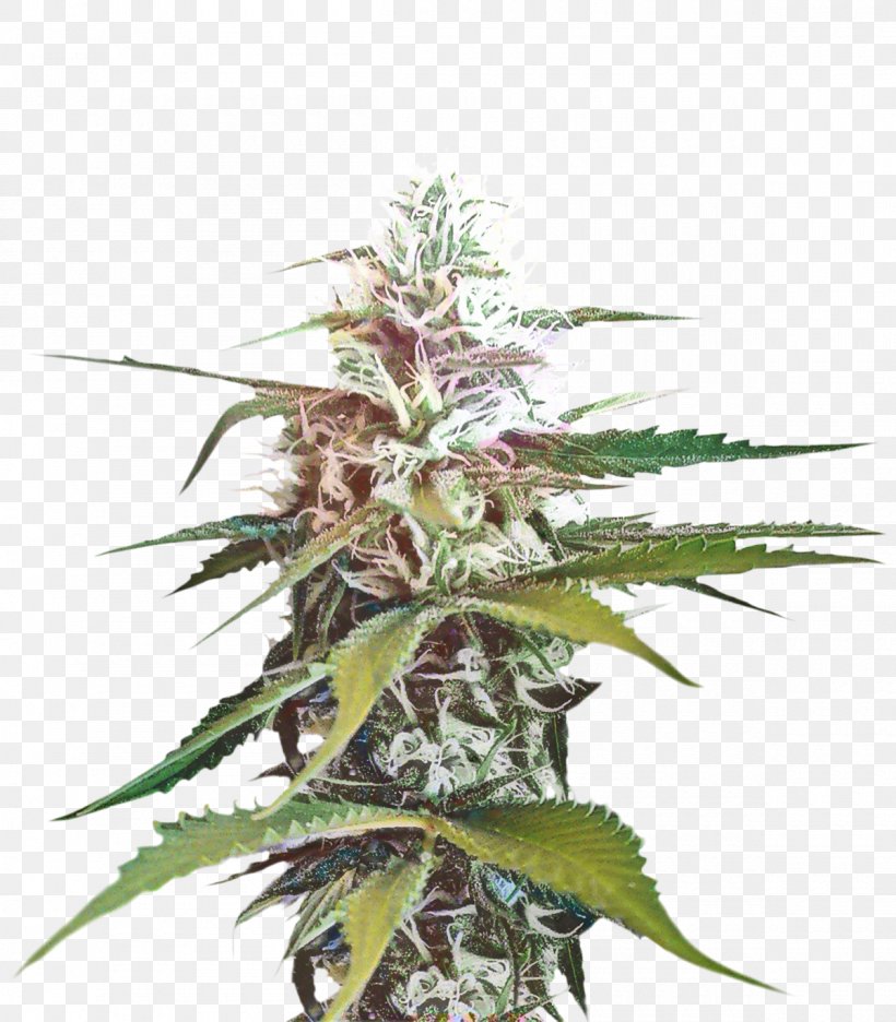 Cannabis Leaf Background, PNG, 1200x1371px, Cannabis, Flower, Hemp, Hemp Family, Houseplant Download Free