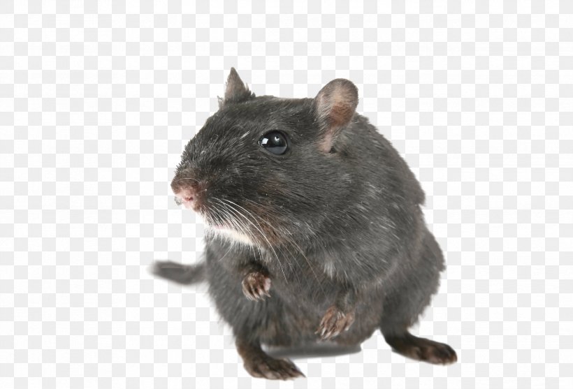 Gerbil Mouse Rodent Rat Hamster, PNG, 2484x1688px, Gerbil, Animal, Canidae, Degu, European Water Vole Download Free