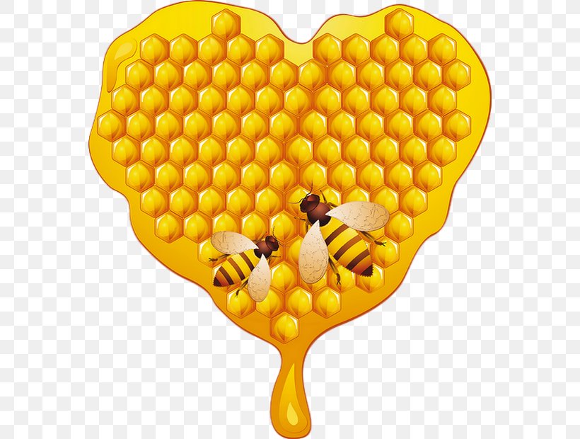 Honey Bee Honeycomb, PNG, 570x620px, Honey Bee, Bee, Beehive, Fruit, Heart Download Free