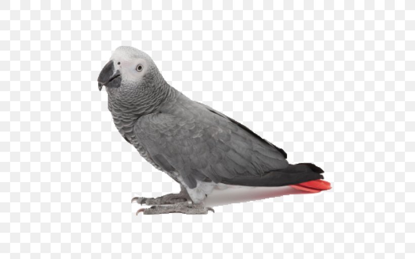 Feather, PNG, 512x512px, Bird, African Grey, Beak, Feather, Parakeet Download Free