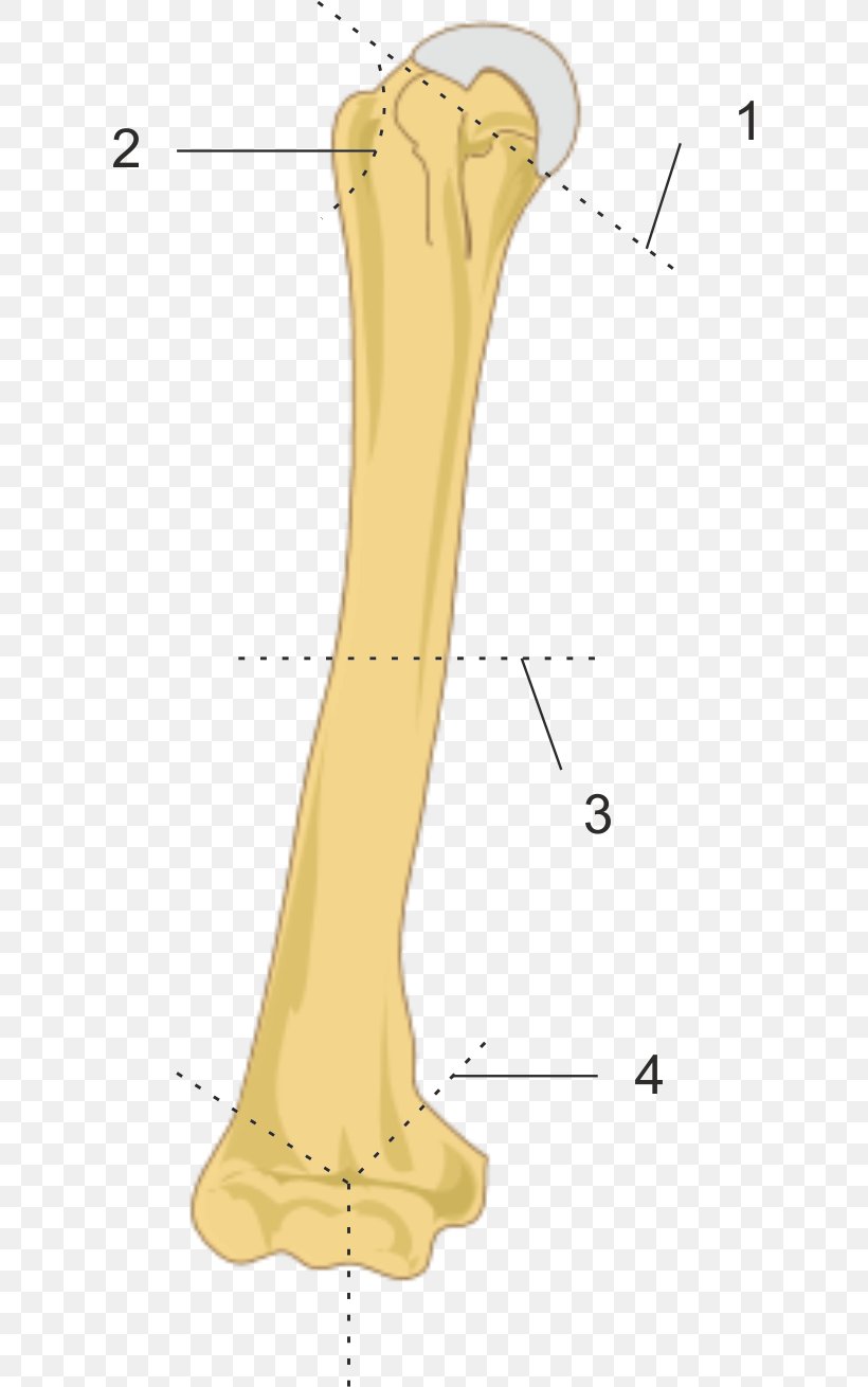 Finger Bone Humerus Fracture Greater Tubercle, PNG, 605x1310px, Watercolor, Cartoon, Flower, Frame, Heart Download Free