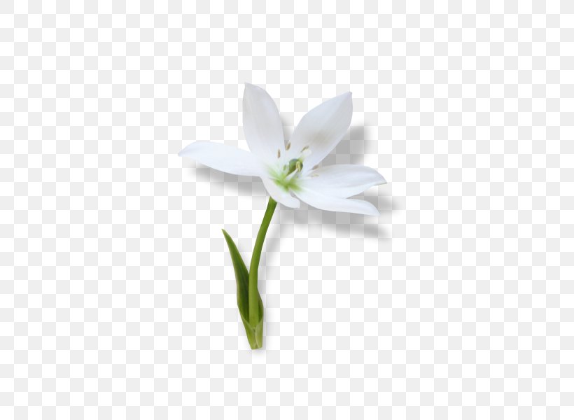 Snowdrop Ornamental Plant Jersey Lily Spring Clip Art, PNG, 516x600px, Snowdrop, Amaryllis, Amaryllis Belladonna, Amaryllis Family, Animated Film Download Free