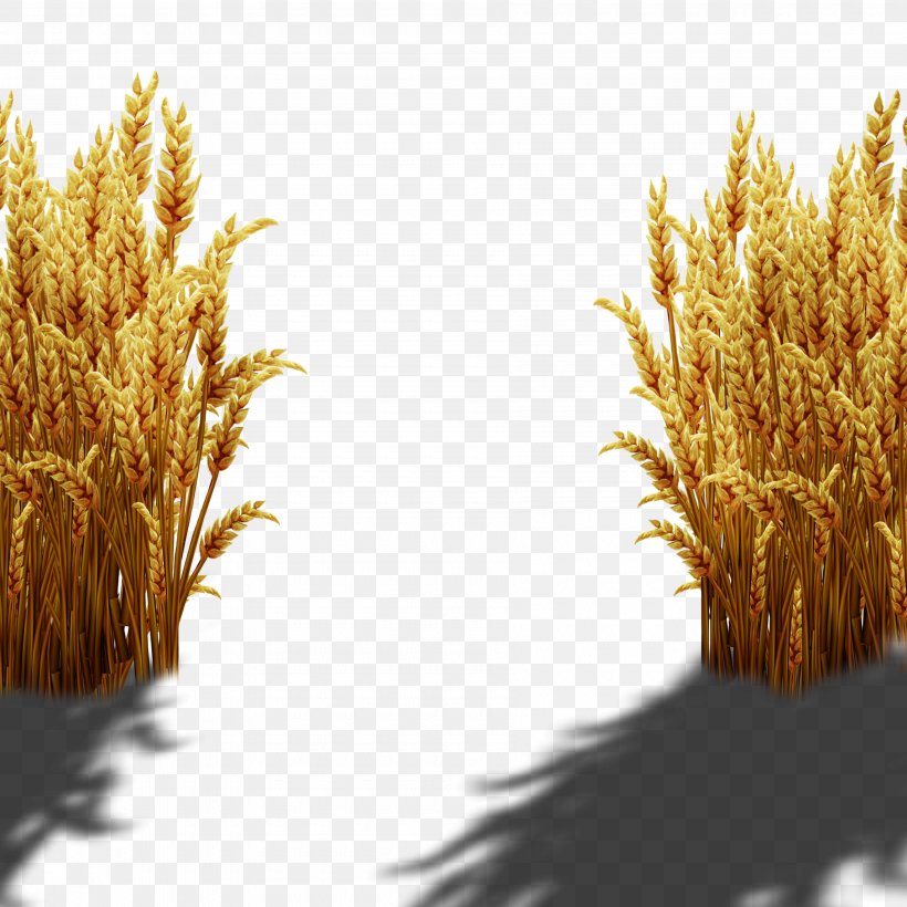 Wheat, PNG, 3600x3600px, Wheat, Animation, Commodity, Creativity, Drawing Download Free
