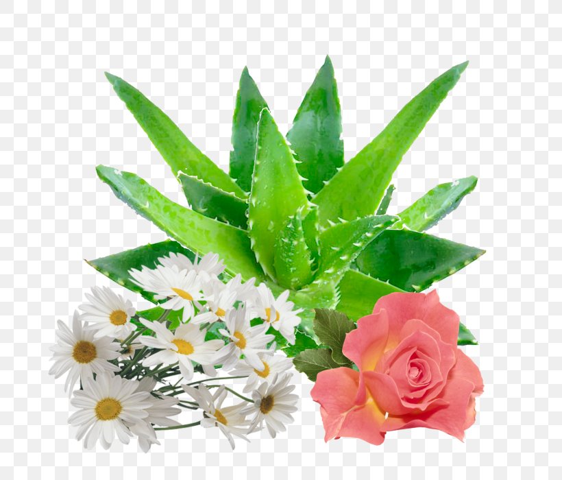 Aloe Vera Gel Skin Care Health, PNG, 700x700px, Aloe Vera, Aloe, Artificial Flower, Chamomile, Extract Download Free