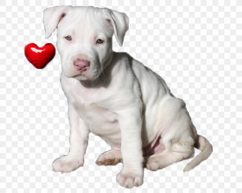 American Pit Bull Terrier American Staffordshire Terrier American Bulldog Dogo Argentino, PNG, 858x687px, American Pit Bull Terrier, American Bulldog, American Bully, American Staffordshire Terrier, Breed Download Free