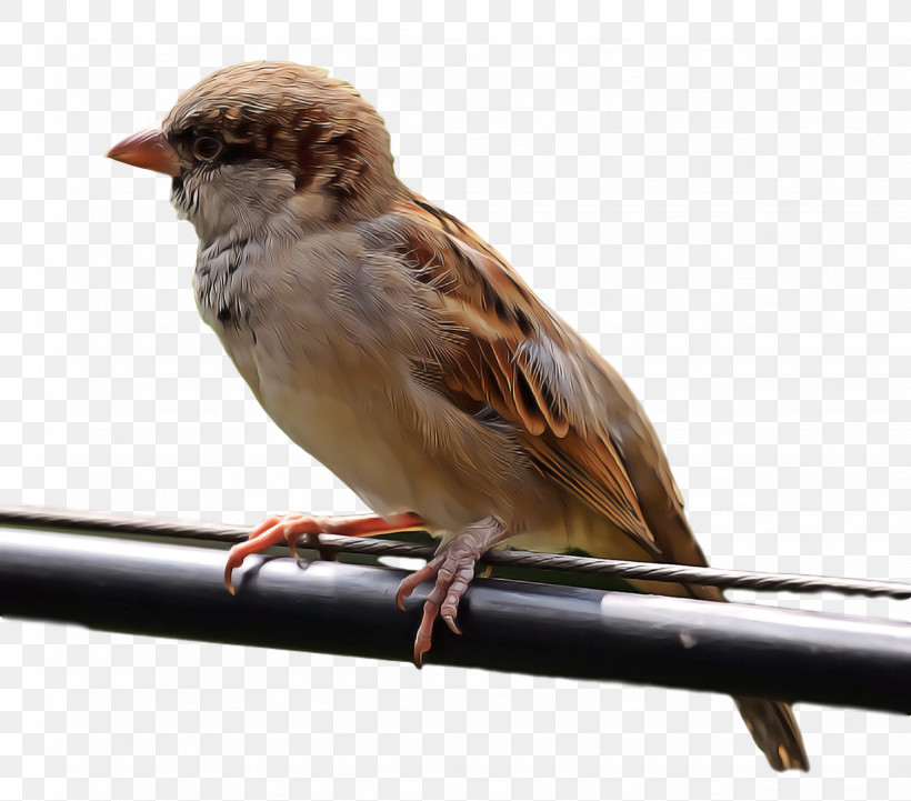Bird, PNG, 1636x1440px, Bird, Beak, Chipping Sparrow, Emberizidae, Finch Download Free