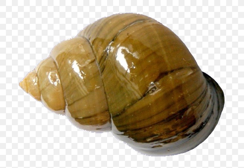 Chinese Mystery Snail Clam Pomacea Canaliculata Bolinus Brandaris Mollusc Shell, PNG, 800x564px, Chinese Mystery Snail, Body Of Water, Bolinus Brandaris, Bulating Parasito, Cipangopaludina Download Free