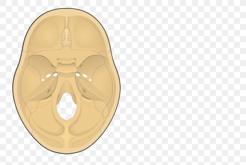 Frontal Bone Skull Nose Anatomy, PNG, 745x550px, Frontal Bone, Anatomy, Bone, Brain, Ear Download Free