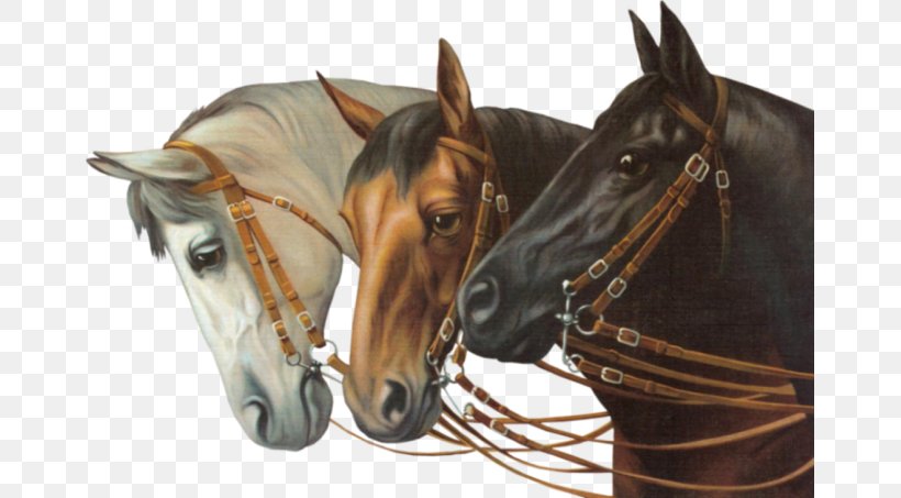Horse Bridle, PNG, 663x453px, Horse, Animal, Animation, Bit, Bridle Download Free