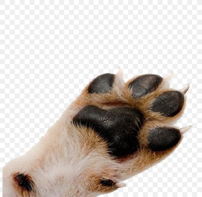 Pug Cat Paw Pet Dewclaw, PNG, 800x800px, Pug, Cat, Claw, Dewclaw, Dog Download Free