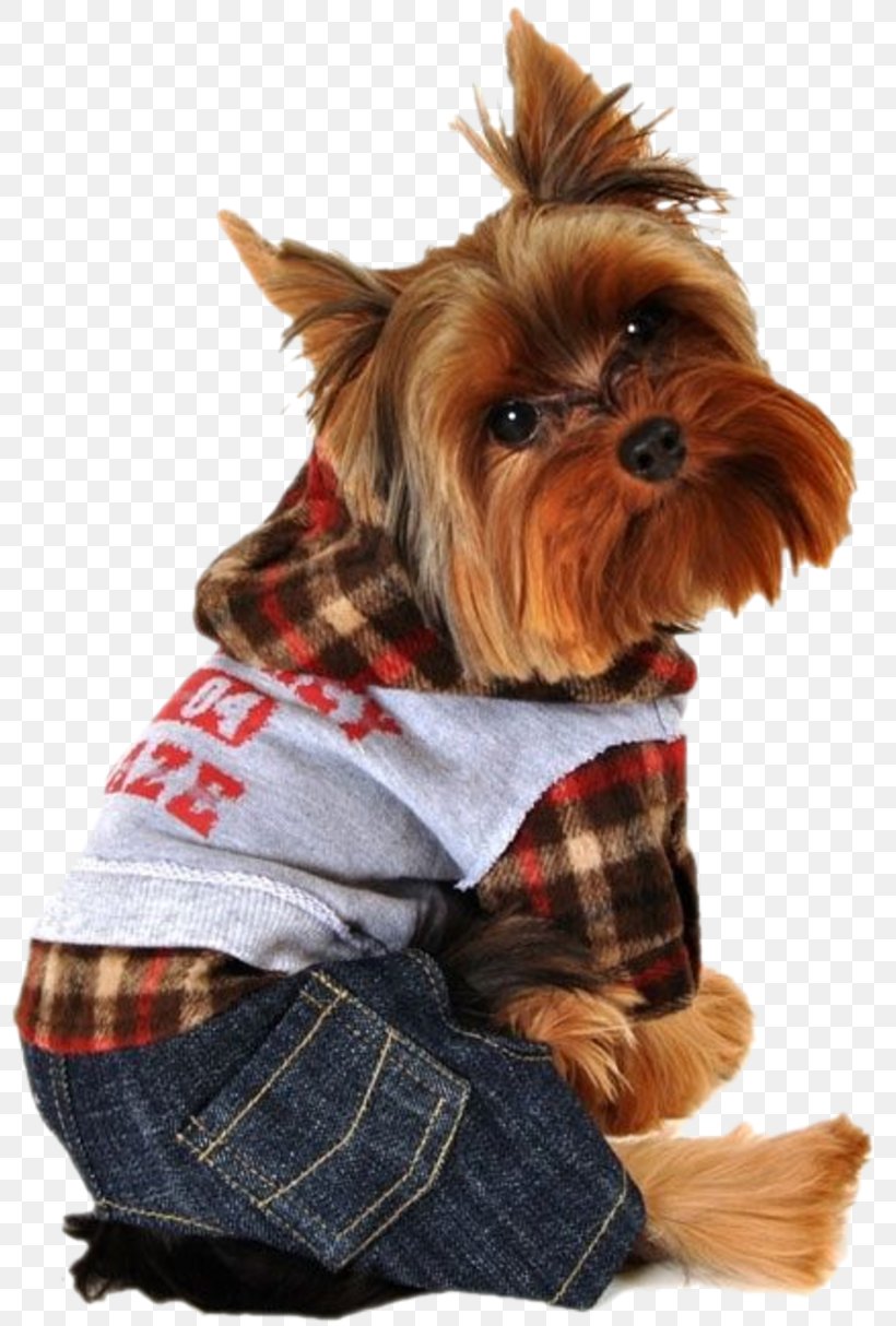 Yorkshire Terrier Puppy Chihuahua Cat Hoodie, PNG, 800x1214px, Yorkshire Terrier, Carnivoran, Cat, Chihuahua, Clothing Download Free