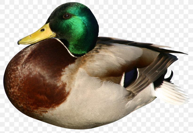 Daisy Duck Daffy Duck Goose Mallard, PNG, 1600x1108px, Duck, Anseriformes, Beak, Bird, Canada Goose Download Free