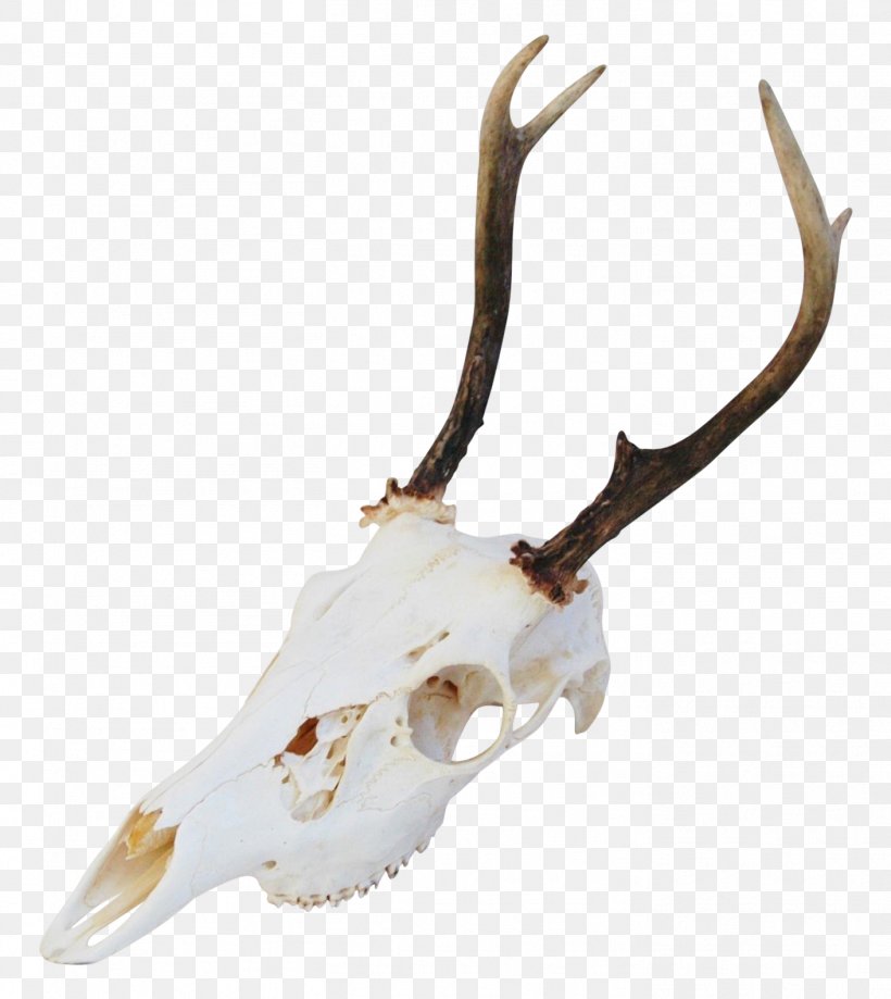 Deer Antler Horn Animal Product Bone, PNG, 1412x1584px, Deer, Animal, Animal Product, Antler, Bone Download Free