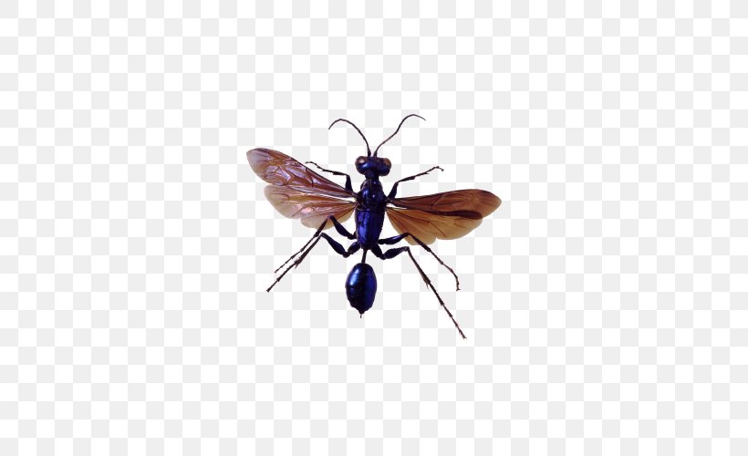 Insect Pest Control, PNG, 500x500px, Insect, Arthropod, Bed Bug, Clipping Path, Fly Download Free