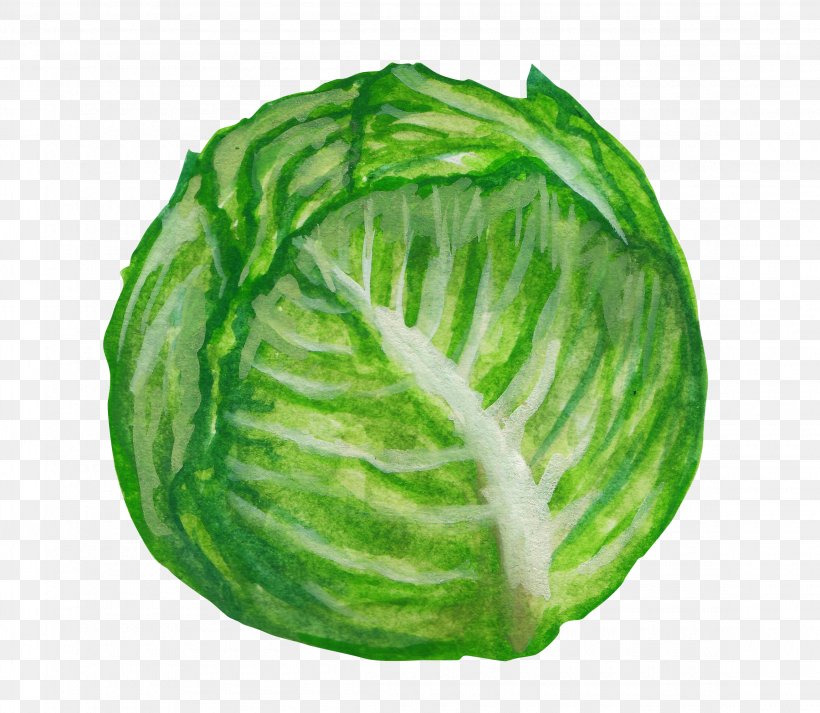 Savoy Cabbage Vegetable Illustration, PNG, 2300x2000px, Savoy Cabbage, Brassica Oleracea, Cabbage, Cartoon, Collard Greens Download Free