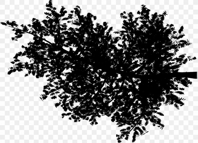 Tree Royalty-free Photography, PNG, 1600x1160px, Tree, Banco De Imagens, Black And White, Branch, Fotolia Download Free