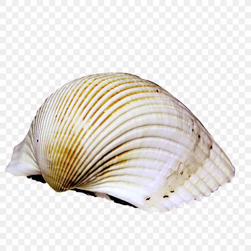 Cockle Sea Snail Icon, PNG, 2362x2362px, Cockle, Clam, Clams Oysters Mussels And Scallops, Conchology, Molluscs Download Free