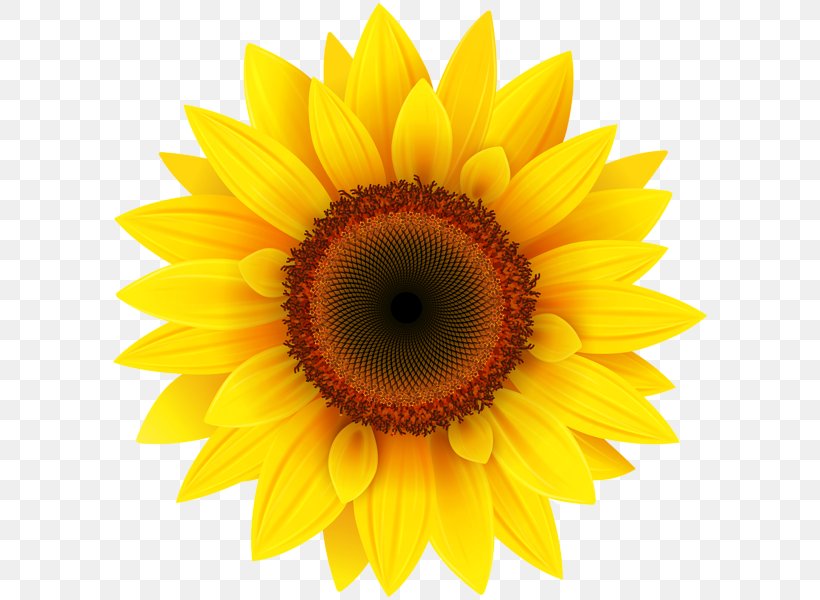 Common Sunflower Clip Art, PNG, 600x600px, Common Sunflower, Asterales, Close Up, Daisy Family, Flower Download Free