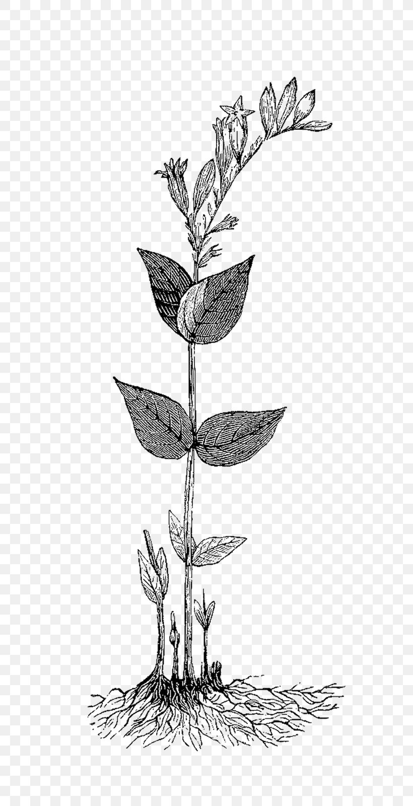 Herb Botanical Illustration Clip Art, PNG, 720x1600px, Herb, Antique, Black And White, Botanical Illustration, Branch Download Free