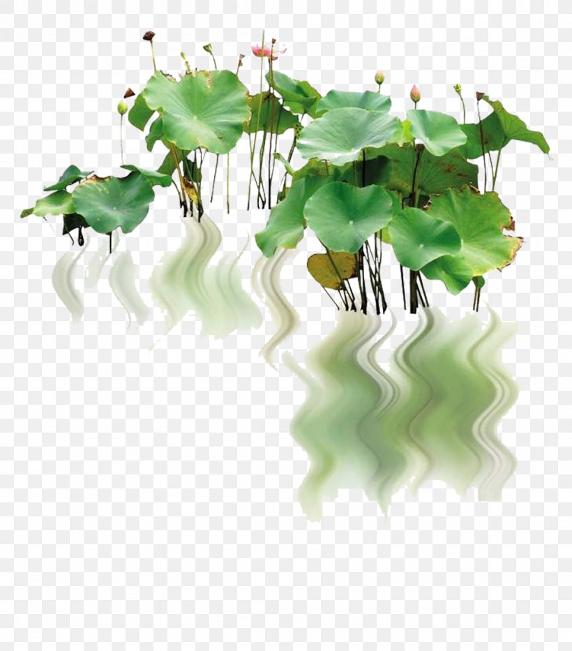 Nelumbo Nucifera Landscape Pygmy Water-lily, PNG, 999x1137px, Nelumbo Nucifera, Branch, Flora, Flower, Flowerpot Download Free