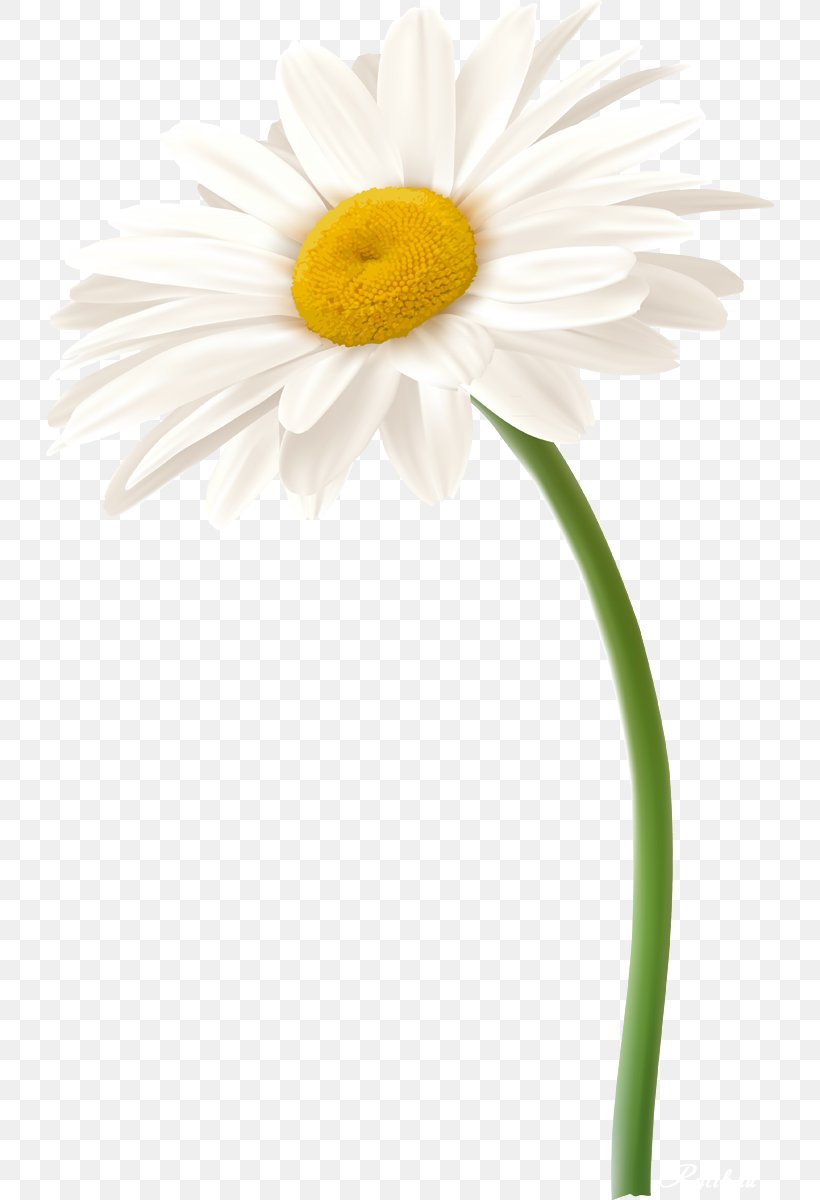 Roman Chamomile Oxeye Daisy Daisy Family German Chamomile Flower, PNG, 728x1200px, Roman Chamomile, Argyranthemum Frutescens, Chamaemelum, Chamaemelum Nobile, Cut Flowers Download Free