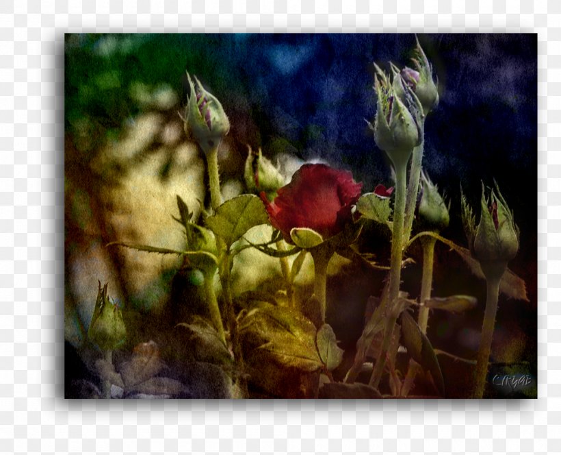 Still Life Photography Petal Rose Family, PNG, 1000x810px, Still Life, Artwork, Flora, Flower, Flowering Plant Download Free