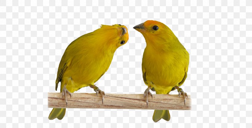 Atlantic Canary Saffron Finch Passerine Lovebird Pet, PNG, 1302x662px, 2016, Atlantic Canary, Beak, Bird, Brazil Download Free