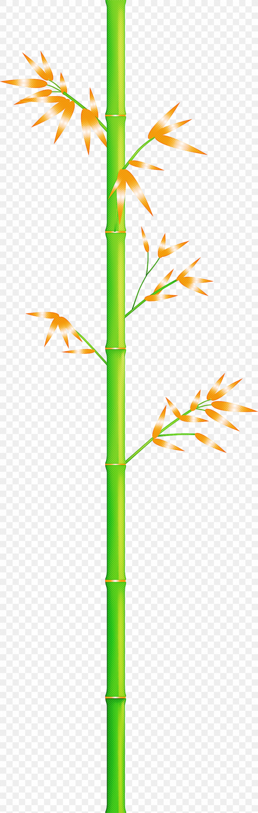 Bamboo Leaf, PNG, 951x2999px, Bamboo, Branch, Elymus Repens, Flower, Grass Download Free