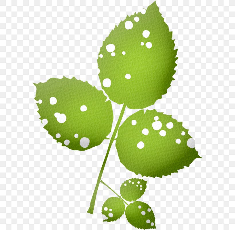 Leaf Plant Stem, PNG, 593x800px, Leaf, Blog, Fruit, Grass, Green Download Free