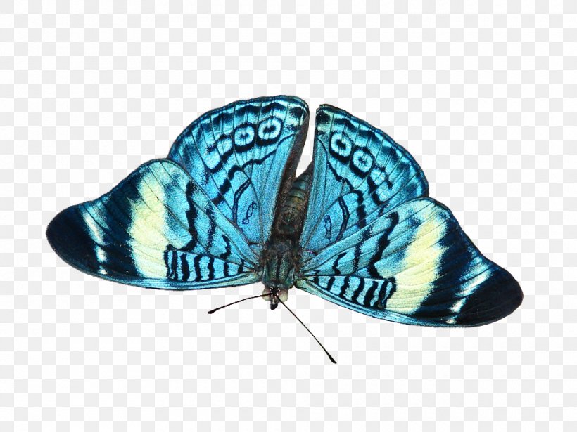 Moth M. Butterfly Microsoft Azure Turquoise, PNG, 960x720px, Moth, Blue, Butterfly, Insect, Invertebrate Download Free