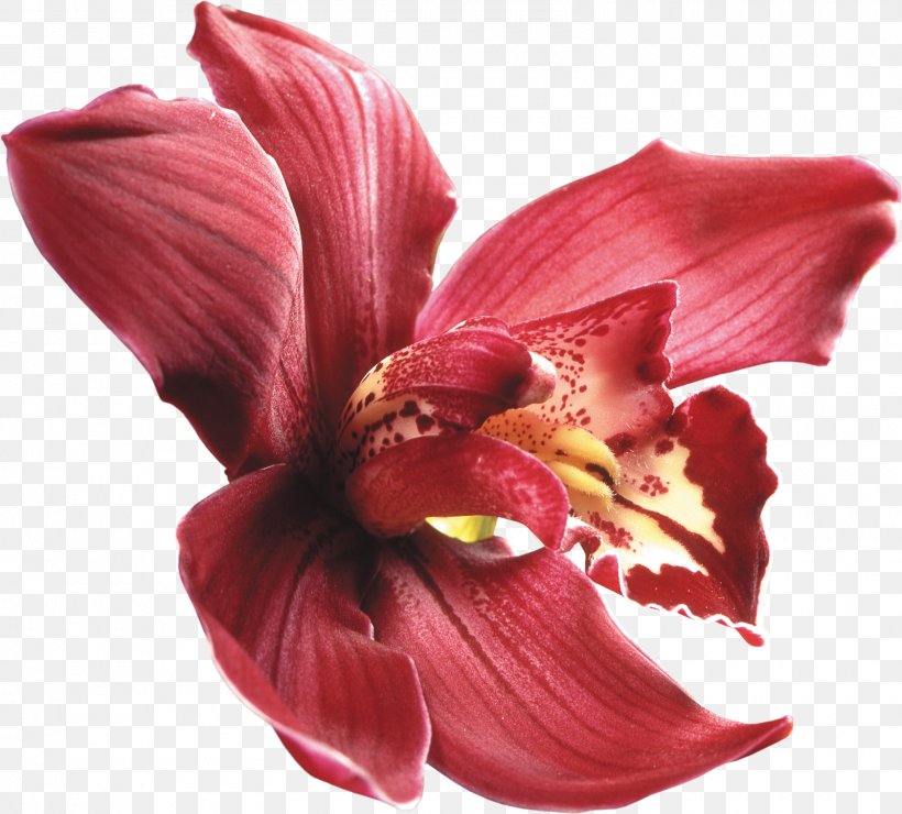 Moth Orchids Flower Red Cattleya Orchids, PNG, 1600x1444px, Orchids, Alstroemeriaceae, Amaryllis Belladonna, Amaryllis Family, Cattleya Orchids Download Free