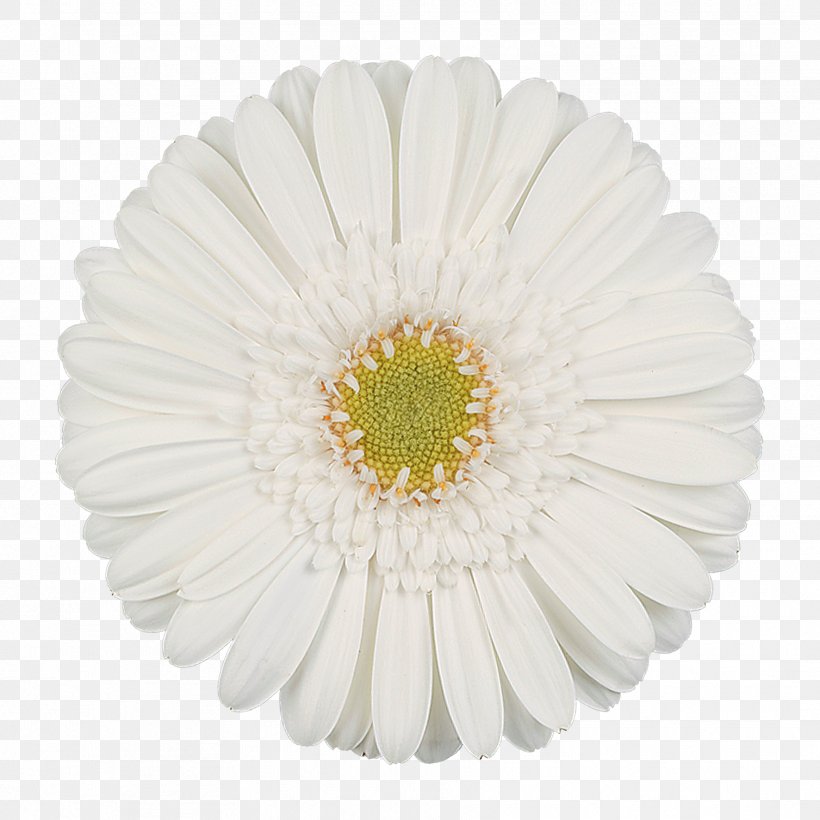 Transvaal Daisy Interplant Licensing BV Cut Flowers Chrysanthemum Petal, PNG, 1772x1772px, Transvaal Daisy, Assortment Strategies, Asterales, Breeder, Chrysanthemum Download Free