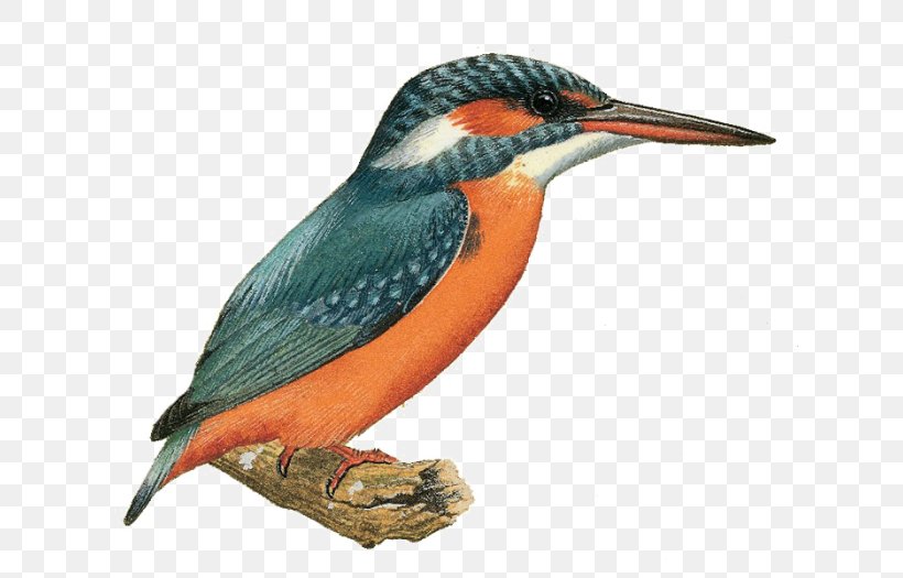 Bird Logo, PNG, 700x525px, Kingfisher, Beak, Belted Kingfisher, Bird, Coraciiformes Download Free