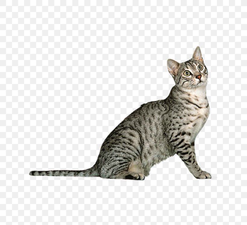 Egyptian Mau Arabian Mau Burmese Cat Somali Cat British Longhair, PNG, 750x750px, Egyptian Mau, Aegean Cat, American Bobtail, American Shorthair, American Wirehair Download Free