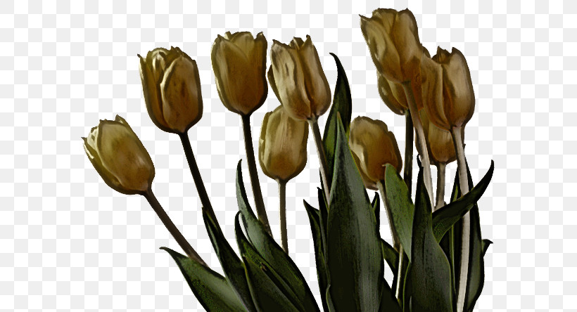Flower Tulip Plant Lily Family Cut Flowers, PNG, 600x444px, Flower, Bud, Cut Flowers, Iris, Lady Tulip Download Free