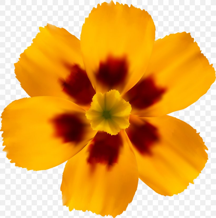 Flowering Plant Pot Marigold Annual Plant Petal, PNG, 1187x1200px, Flower, Annual Plant, Calendula, Close Up, Closeup Download Free