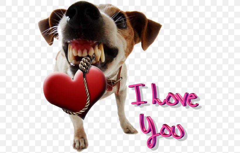 Jack Russell Terrier Maltese Dog Zen Dog Pet Boutique Coyote Pet Door, PNG, 564x524px, Jack Russell Terrier, Bark, Carnivoran, Collar, Companion Dog Download Free
