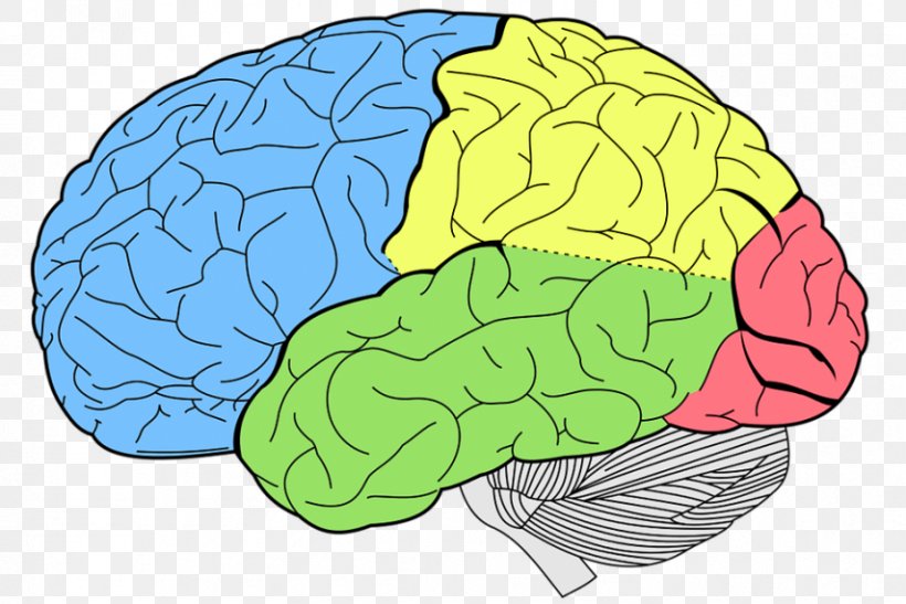 Lobes Of The Brain Occipital Lobe Frontal Lobe Cerebral Cortex, PNG, 854x570px, Watercolor, Cartoon, Flower, Frame, Heart Download Free