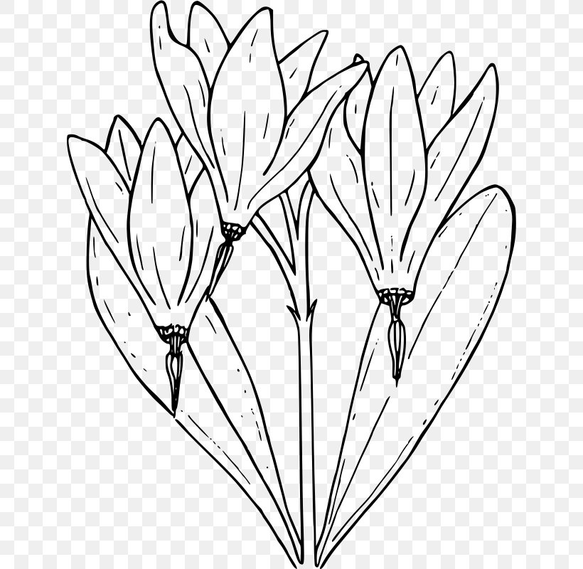 Drawing Flower Clip Art, PNG, 632x800px, Drawing, Area, Black And White, Branch, Coloring Book Download Free