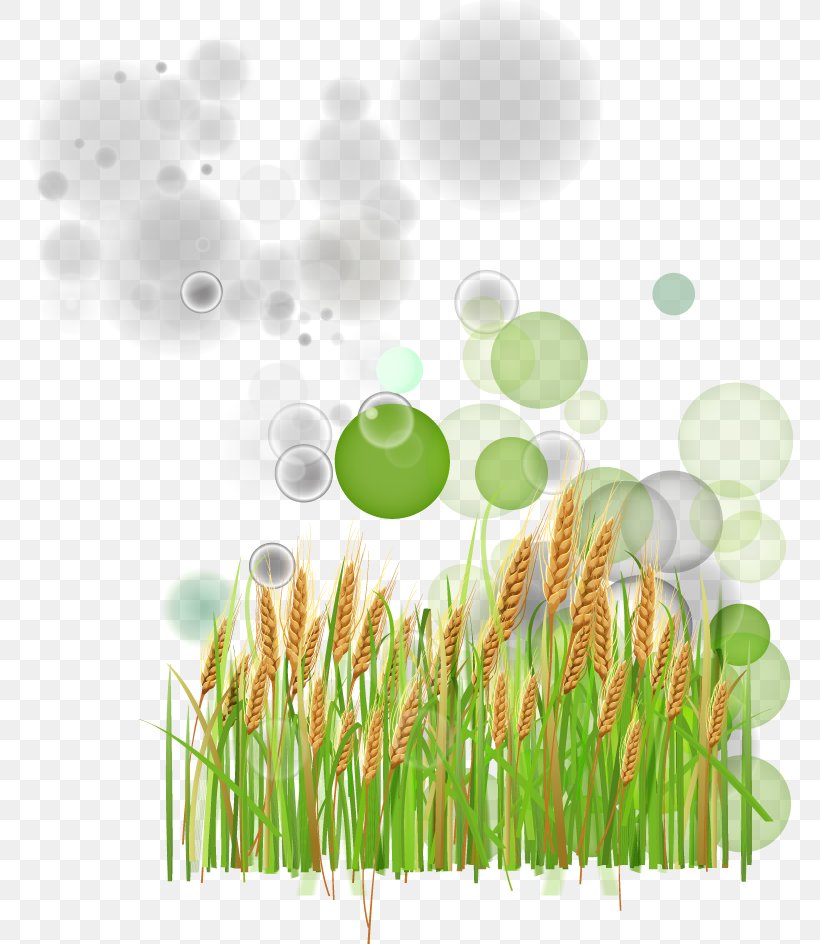 Green Wheat, PNG, 767x944px, Green, Commodity, Designer, Drawing, Grass Download Free